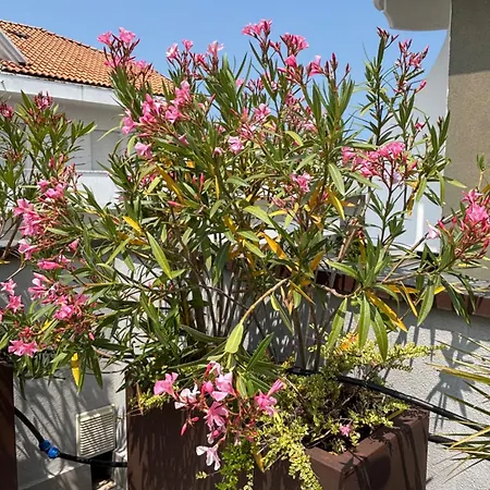 Casa Plauto Attico Senza Cucina Without Kichen