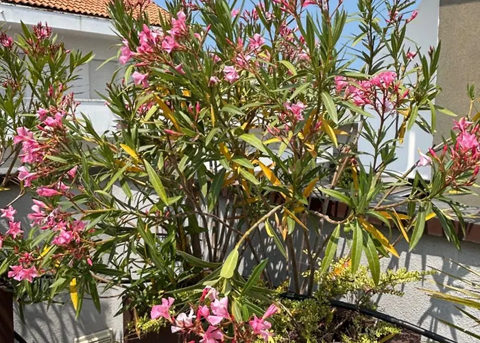 Casa Plauto Attico Senza Cucina Without Kichen