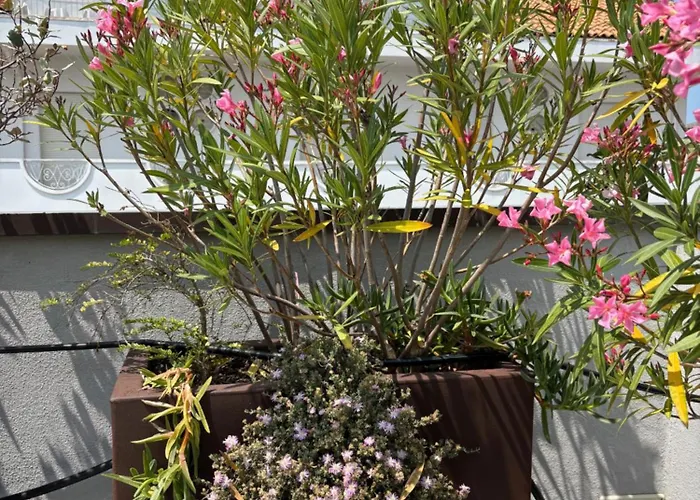 Apartament Casa Plauto Attico Senza Cucina Without Kichen